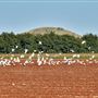 Tablelands Farming