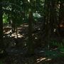 Mount Coot-tha Botanic Gardens - Australian Rainforest Track