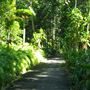 Mount Coot-tha Botanic Gardens - Australian Rainforest Track
