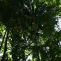 Mount Coot-tha Botanic Gardens - Australian Rainforest Track