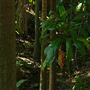 Mount Coot-tha Botanic Gardens - Australian Rainforest Track