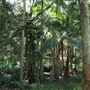 Cornubia Forest