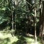 Cornubia Forest