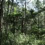 Cornubia Forest