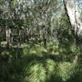 Cornubia Forest