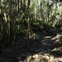 Venman Bushland