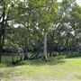 Curlew Park - Cabbage Tree Creek
