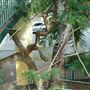 Taringa Central Pedestrian Bridge