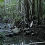 Buderim Forest Park