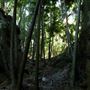 Property Mt Tamborine