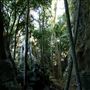 Property Mt Tamborine