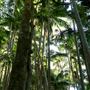 Jungle