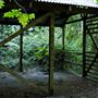 Jungle