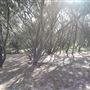 Main Beach - Phillip Park