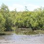 Coombabah Lakelands Conservation Area - Open Field & Forest