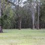Coombabah Lakelands Conservation Area - Open Field & Forest