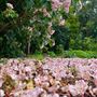 Tamborine Mountain Flower Farm