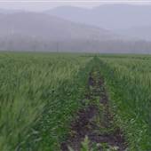 Wheat Fields