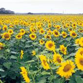 Sunflower Fields