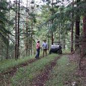 Hillside Hoop Pine Forest