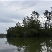 Johns Landing (Noosa Everglades)