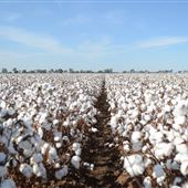 Cotton Fields