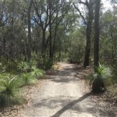 Toohey Forest - Toohey Ridge Track