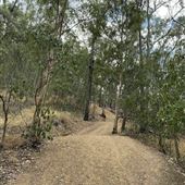 Mahogany Track - Mount Coot-tha Forest