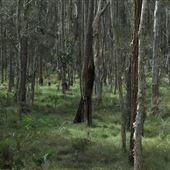 Boondall Wetlands