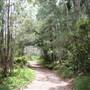 Coochin Creek - Pine Plantation / Qld State Forest