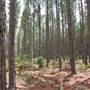 Coochin Creek - Pine Plantation / Qld State Forest