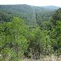 Bellbird Grove - D'Anguilar National Park