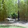 Mt Coot-tha Botanical Gardens