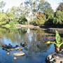 Mt Coot-tha Botanical Gardens