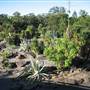 Mt Coot-tha Botanical Gardens