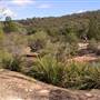Warwick Region - Girraween National Park