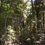Mary Cairncross Scenic Reserve and Sanctuary