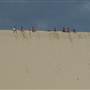 Mulgumpin (Moreton Island) - The Desert