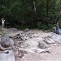 Mossman Gorge