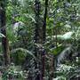 Mossman Gorge