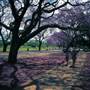 New Farm Park
