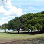 New Farm Park