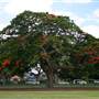 New Farm Park