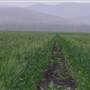 Wheat Fields