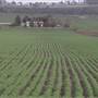 Wheat Fields