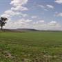 Wheat Fields