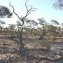 Rangelands Station