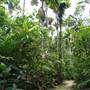 Mission Beach (Cairns Region FNQ)