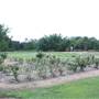 Gold Coast Regional Botanic Gardens - Rosser Park