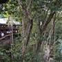 Silky Oaks Lodge - Mossman